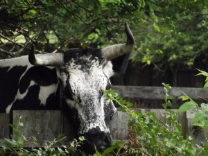 Plucking tender morsels over the fence!