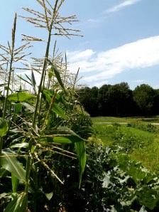 Summer in the country.