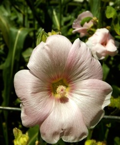 So much beauty in something so small.