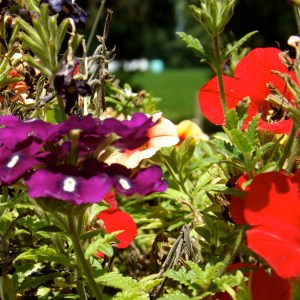 I love the out-of-focus parts in the background.  That's usually where life is happening.