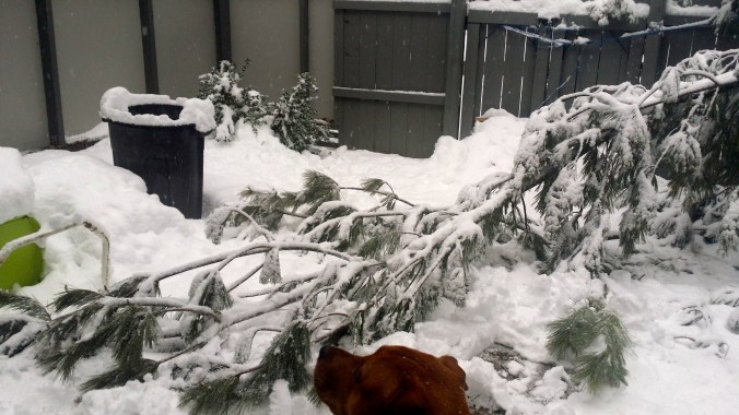 Roxie, checking things out