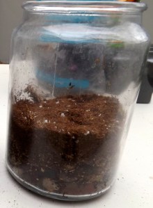 poor, dead terrarium