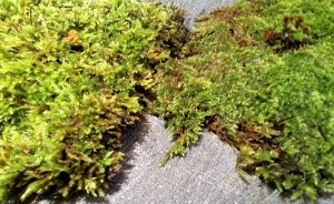 Gorgeous, damp, and freshly watered with Washington rain!